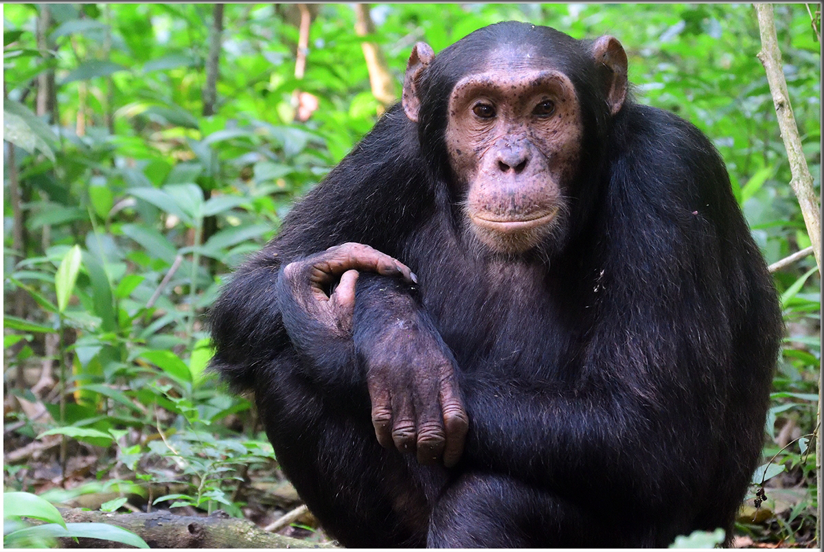 5 Day Gorilla Habituation Tour And Chimpanzee Tracking Bwindi Kibale
