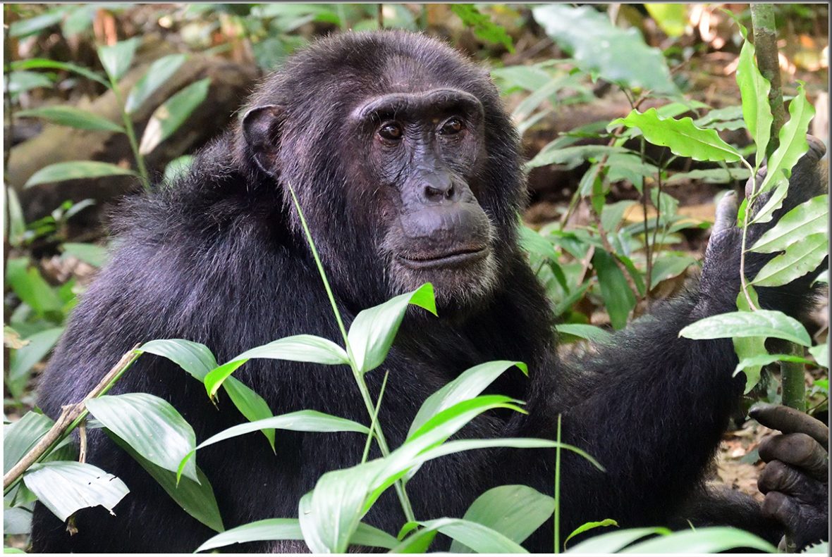 Where To Film Chimpanzees In Uganda