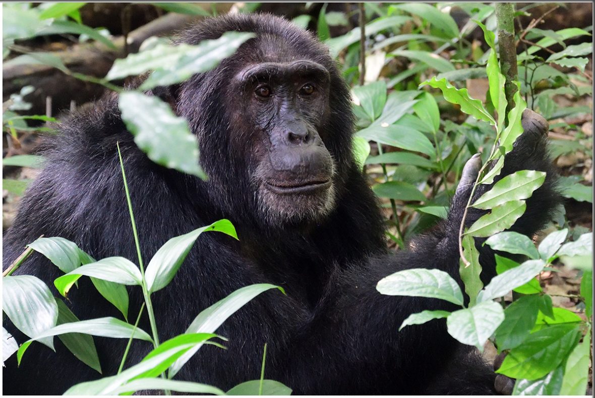 3 Day Chimpanzee Habituation Safari In Kibale Forest National Park