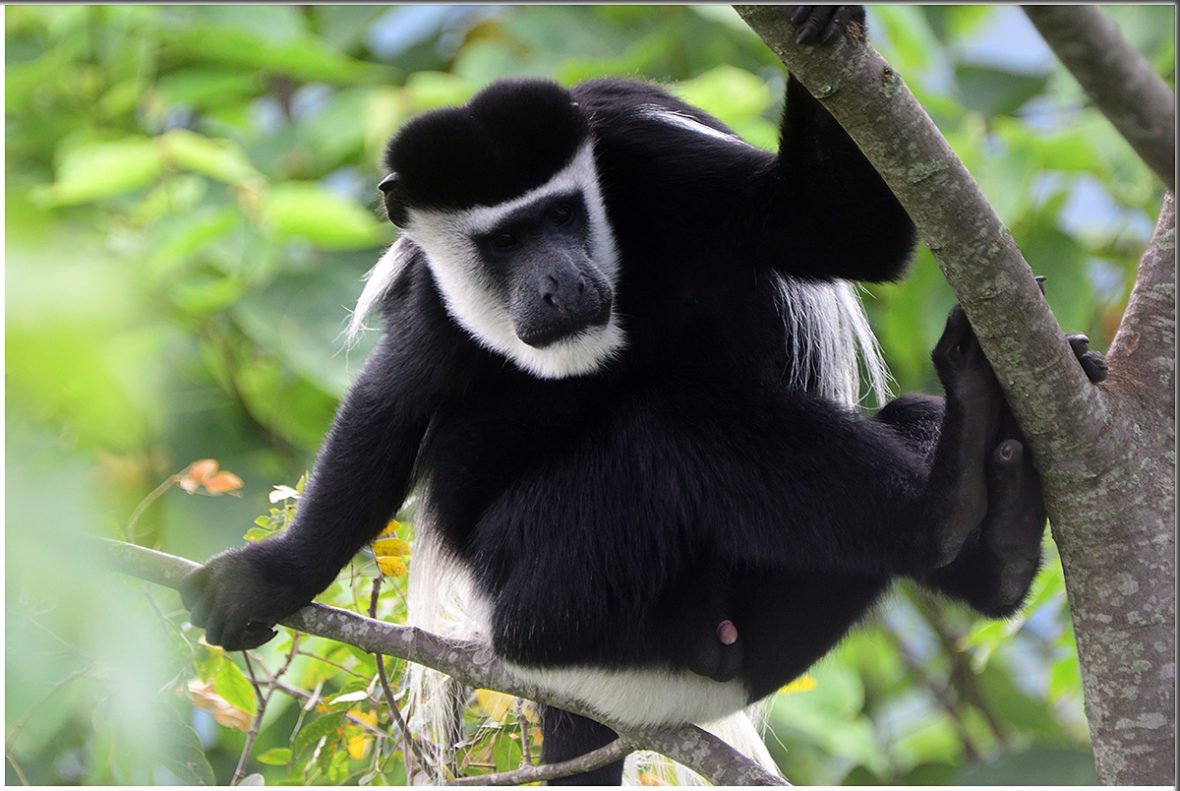 Congo Tailor-Made Trips