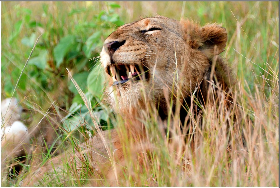 Rwanda Wildlife Students Safaris / Trips, 5 Day Uganda Budget Gorilla And Game Drive Safari