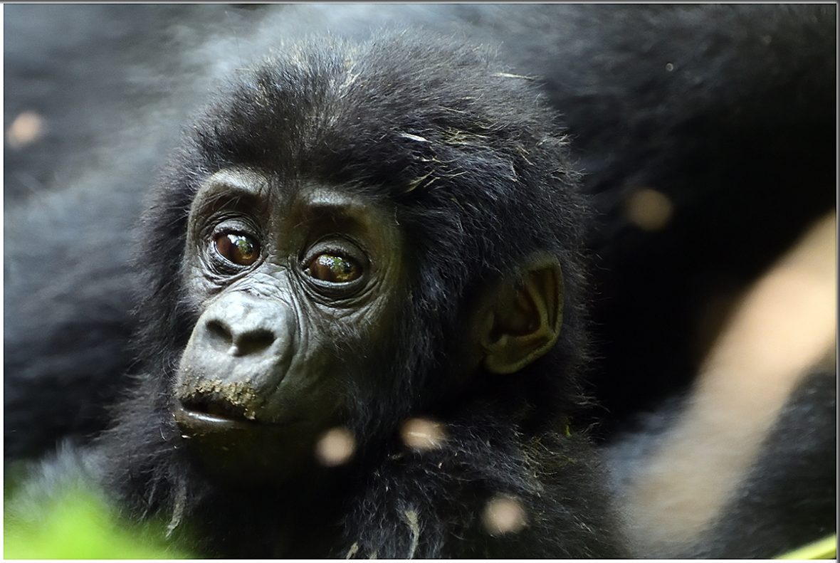 2 Days Kigali City Tour And Mgahinga Gorilla National Park Gorilla Tour