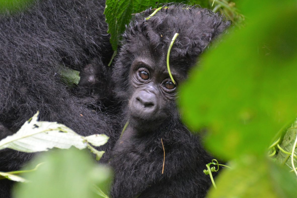 6 Days Gorillas, Wildlife And Chimpanzee Safari Uganda