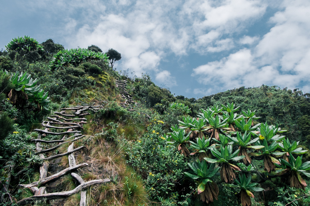 3 Day Mount Sabinyo Hiking Safari