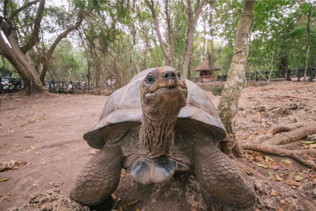 Budget safaris & holidays in Zanzibar