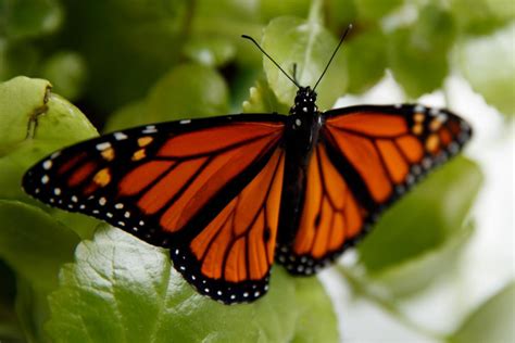 Butterfly Species In Semuliki National park.