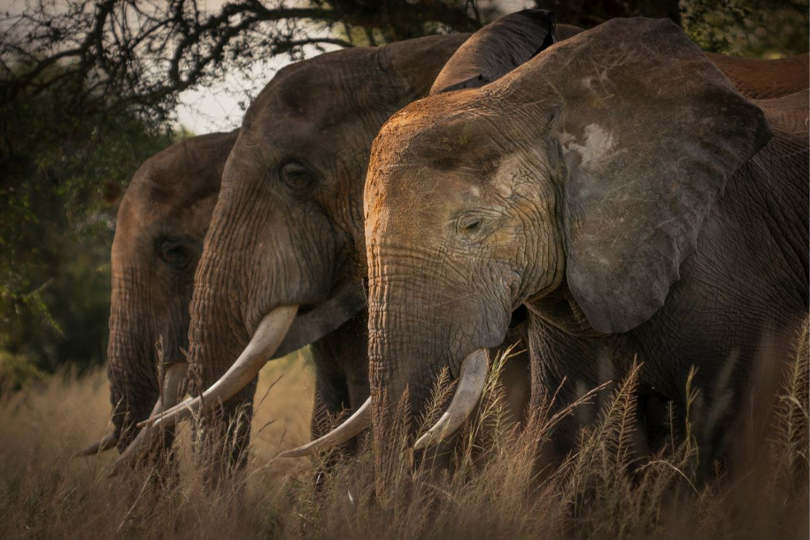 Tanzania Budget Holidays