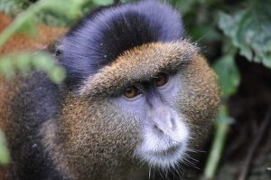 4 Days Budget Gorillas And Golden Monkey Safari