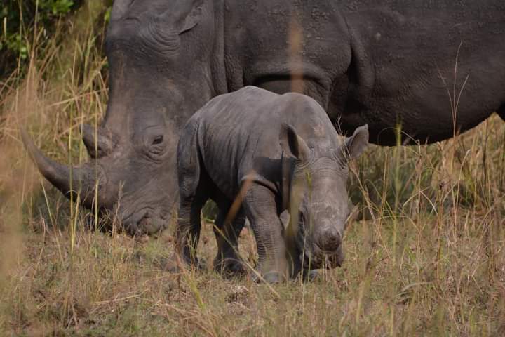 7 Days Adventure Holiday Uganda