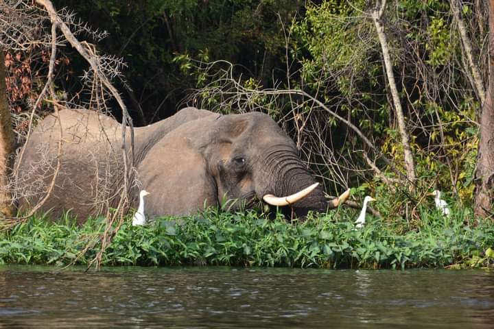 5 Days Game Viewing And Gorillas Uganda