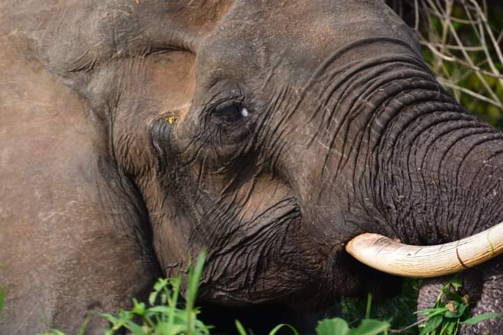 6 Days Uganda Gorilla Tour And Wildlife