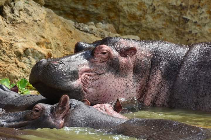 8 Days Uganda Safari, Gorillas, Chimpanzees, And Wildlife