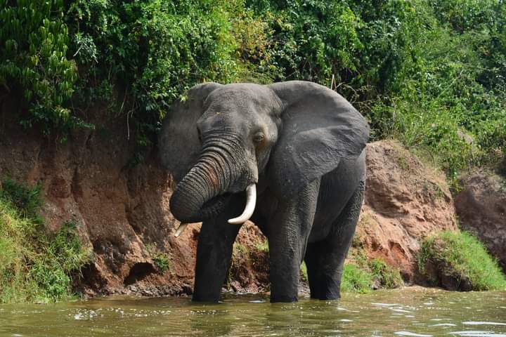 5 Day Low Season Uganda Gorilla And Wildlife Safari From Kigali Rwanda