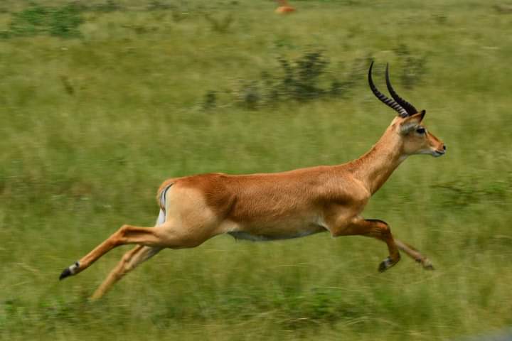 8 Days Uganda Safaris From Kigali- Game Drives, Gorilla And Chimpanzee Tour