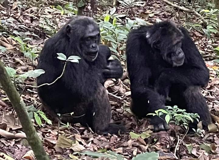 Chimpanzee Tracking In Semuliki National Park