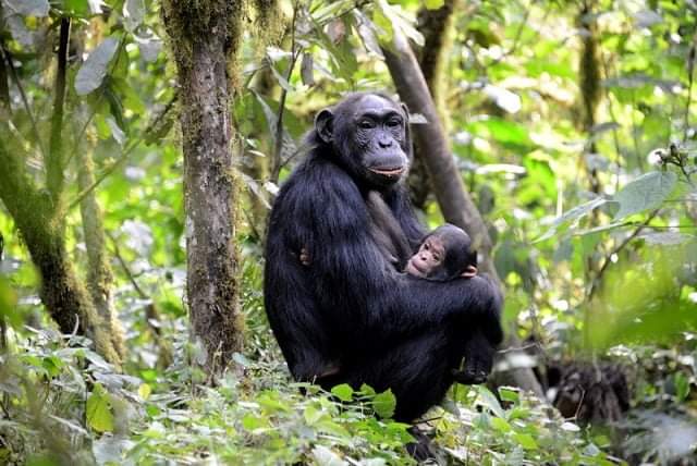 Comparing Gorilla and Chimpanzee trekking in Uganda Africa