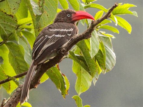 Wildlife And Bird Species In Semuliki National Park.
