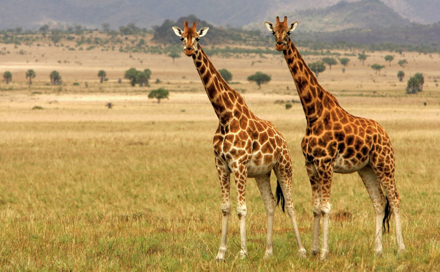 6 Day Kidepo Valley And Rhino Tracking Safari