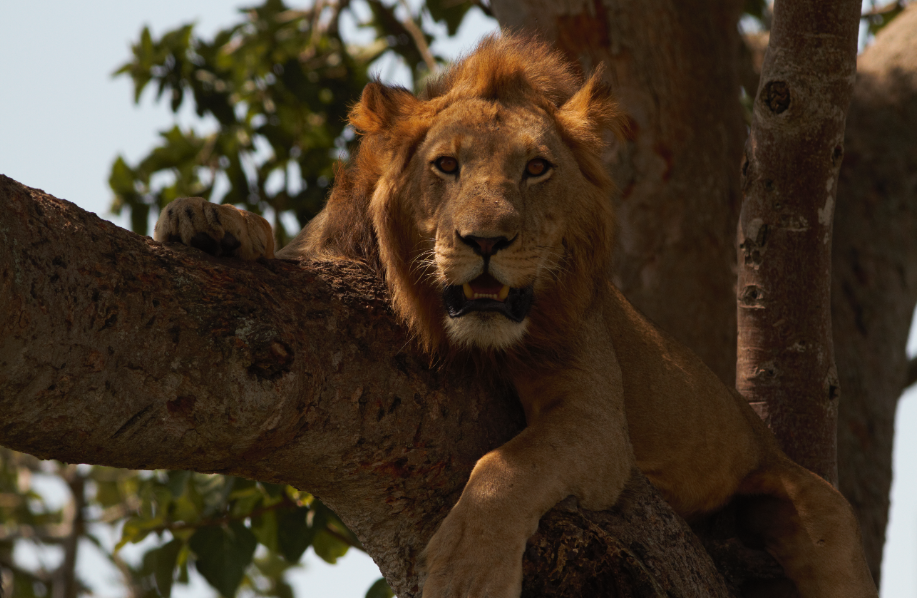 5 Day Uganda Gorilla And Game Drives