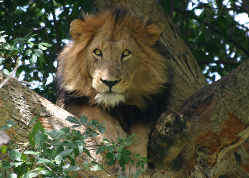 10 Days Wildlife, Gorillas And Chimpanzees Safari Uganda