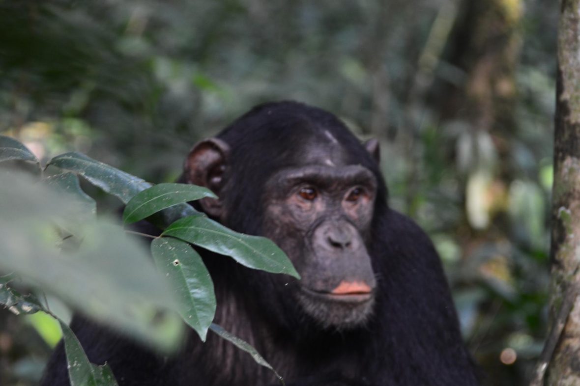 4 Days Chimpanzee And Wildlife Adventure Safari Uganda