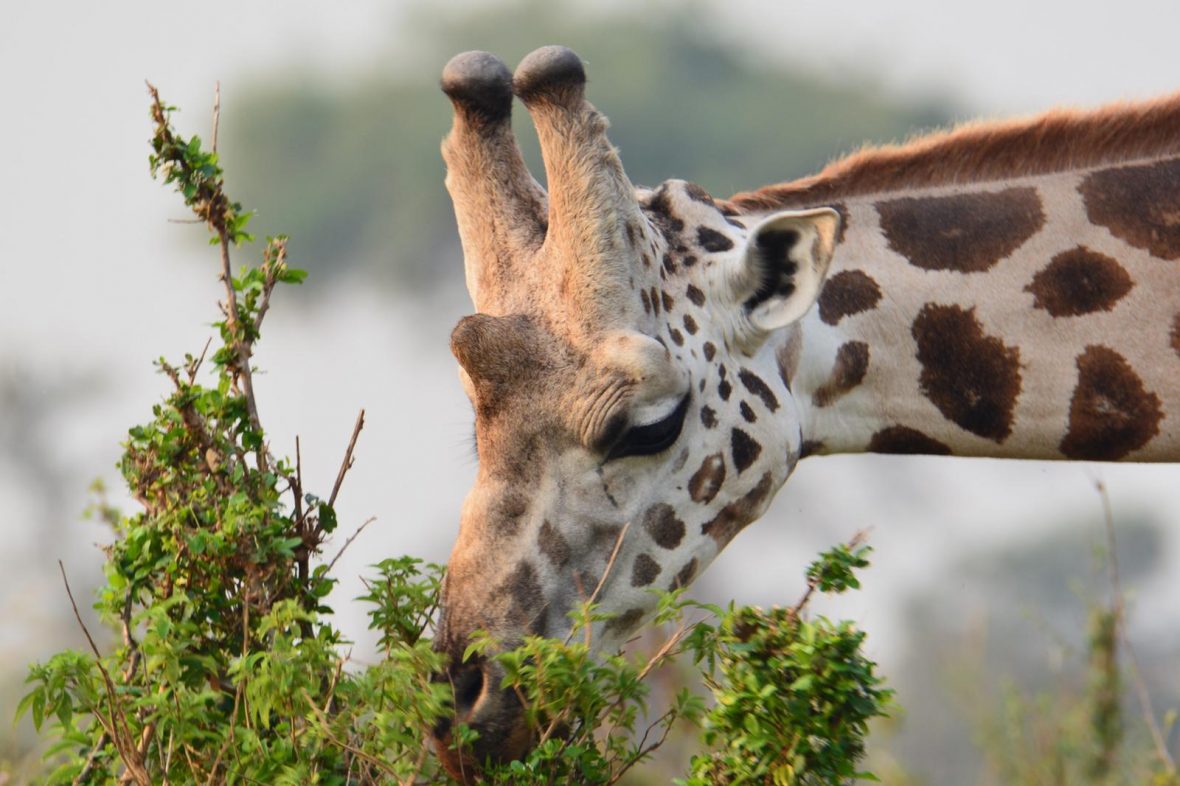 Filming Wildlife Species In Lake Mburo National Park