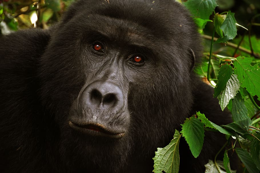 5 Day Gorilla And Chimpanzee Habituation Experience Safari