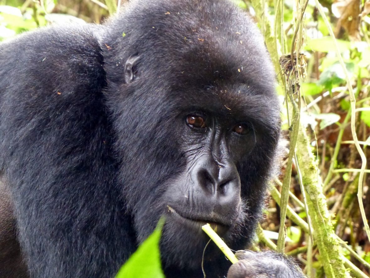 11 Days Uganda Gorilla Tracking Safaris