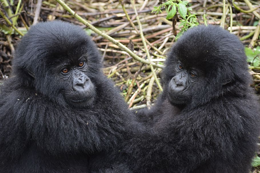 2 Day Luxury Uganda Gorilla Safari From Kigali
