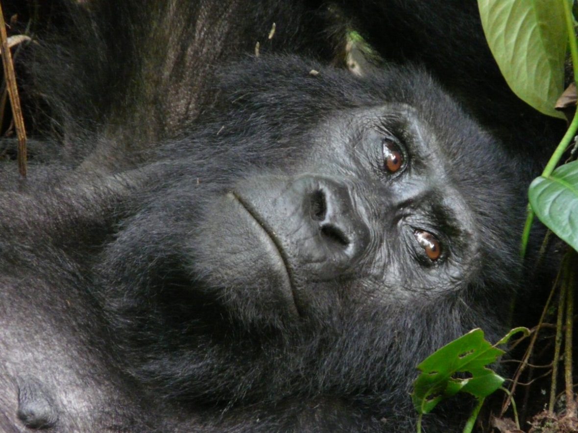 9 Day Kidepo Valley And Bwindi Gorilla Fly-in Safari In Uganda