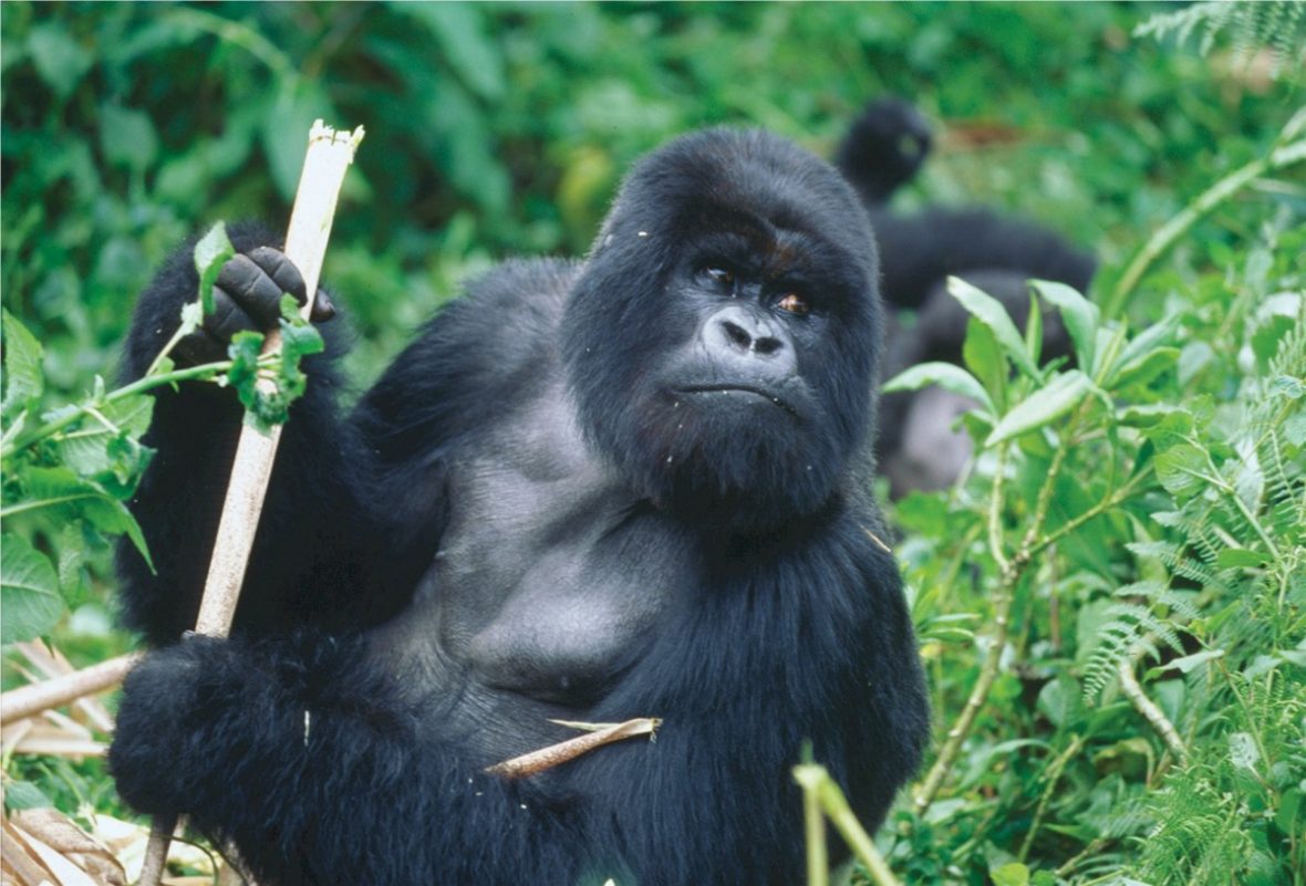 Mountain Gorilla Filming In Volcanoes National Park Rwanda
