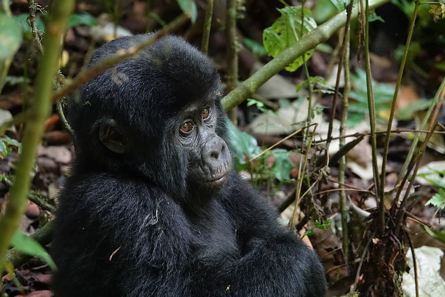 5 Day Gorilla Habituation And Chimpanzee Trekking Safari From Entebbe