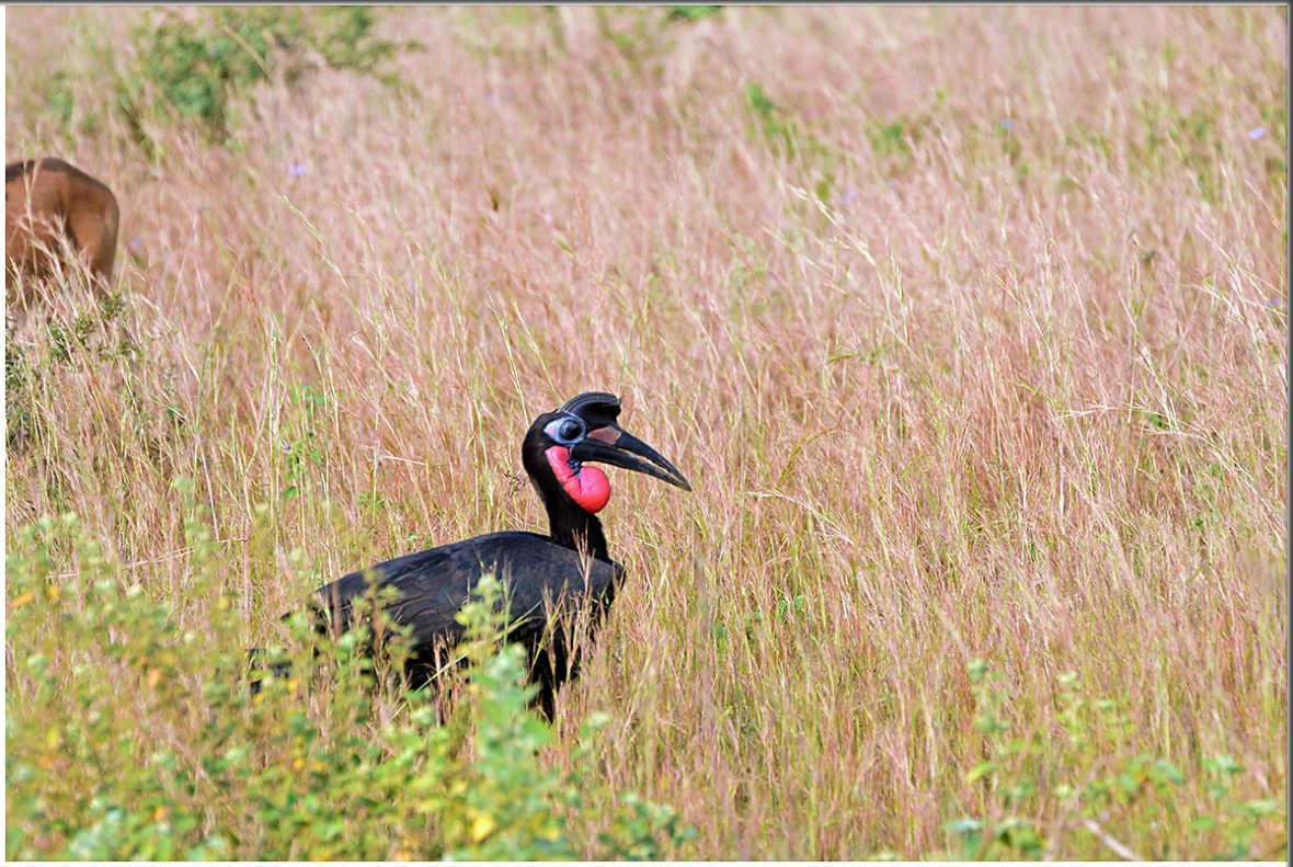 Tourist Activities In Pian Upe Wildlife Reserve Uganda