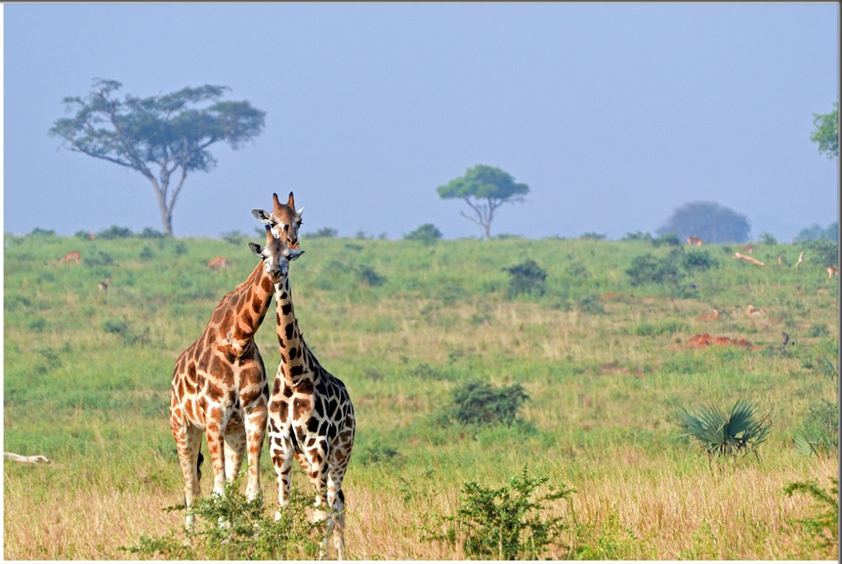 Group Tours To Akagera National Park Rwanda
