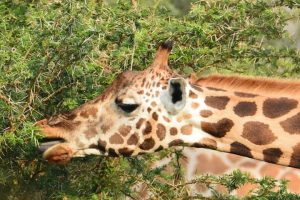 Rwanda Group Safaris