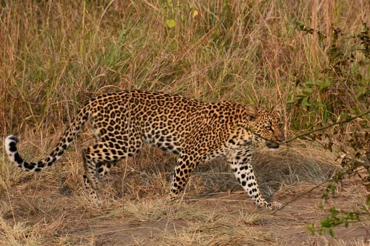 Safaris To Pian Upe Wildlife Reserve