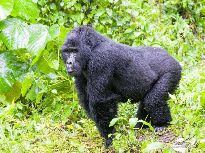 3 Days Mgahinga Gorilla Trekking And Batwa Cultural Trail