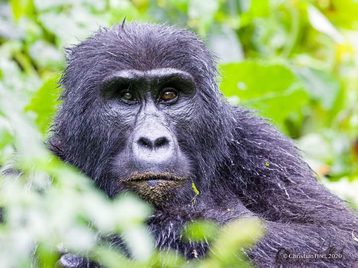 3 Days Mgahinga Gorilla And Lake Bunyonyi Safari