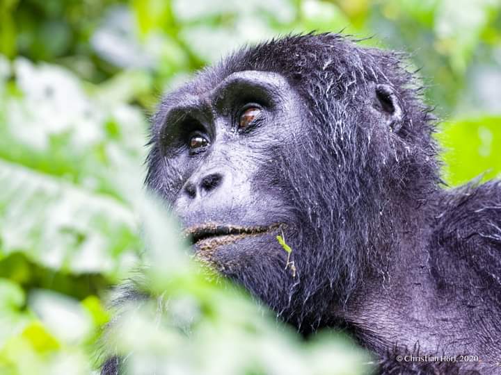 3 Days Mgahinga Gorilla Trekking Safari From Kigali