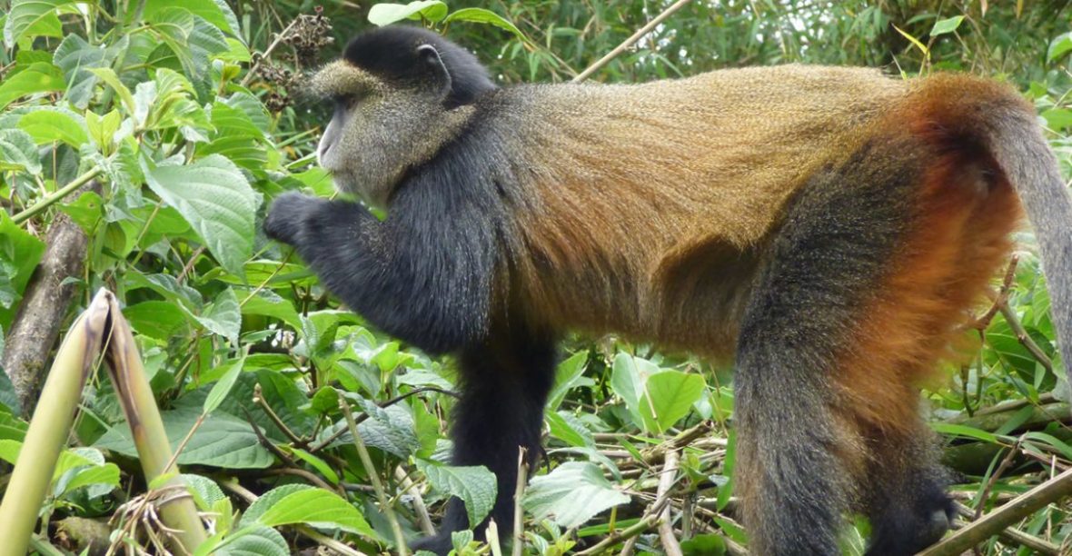 This 4 days Mgahinga golden monkey tracking and Batwa trail experience safari will take you to Mgahinga Gorilla national park