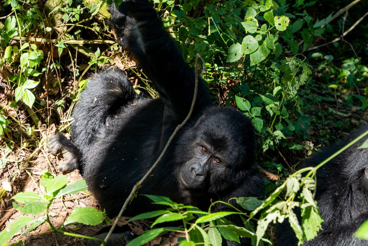 4 Days Uganda gorilla, golden monkey trekking and Lake Mutanda safari