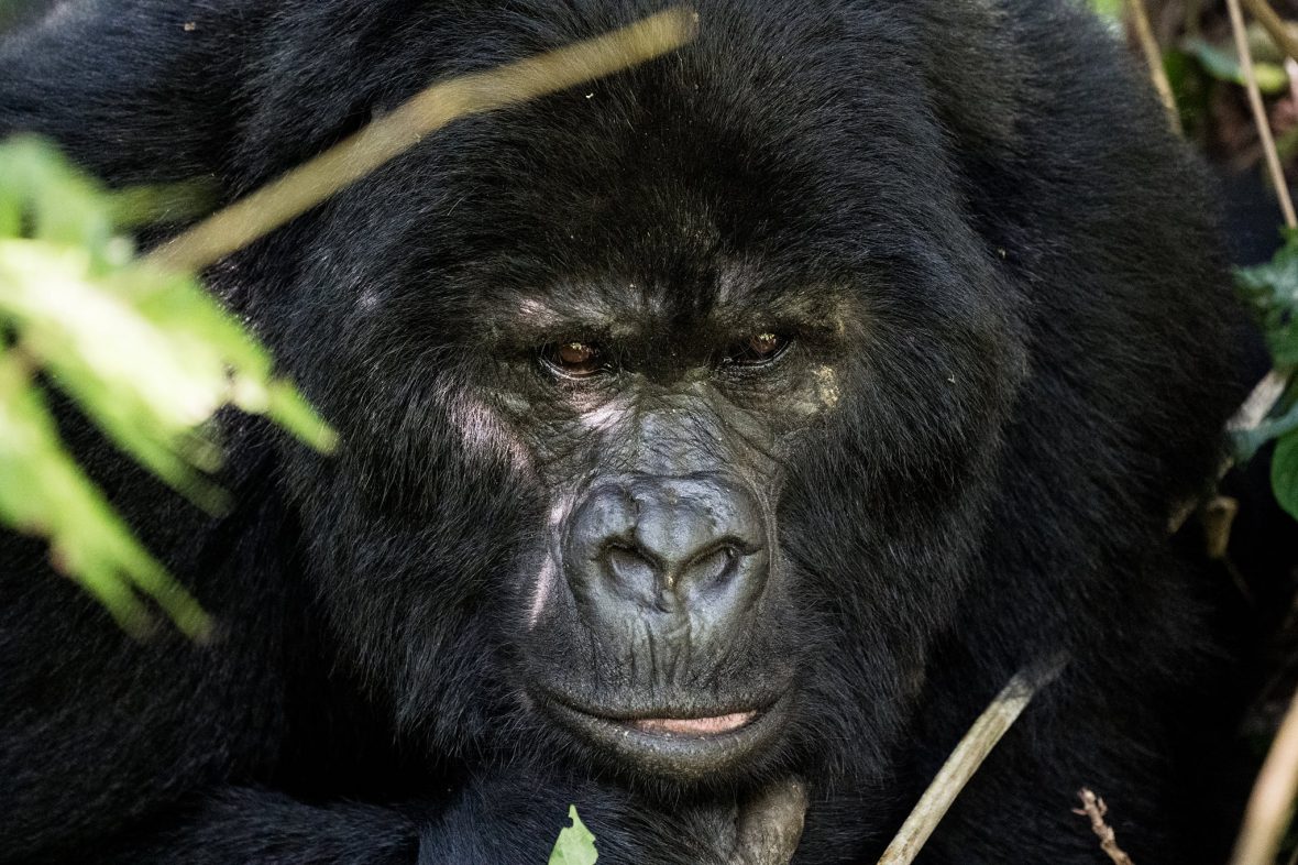 4 Days Mgahinga Gorilla Safari Uganda