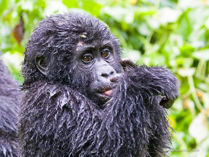 3 Days Mgahinga Gorilla Safari and Batwa Trail From Kigali