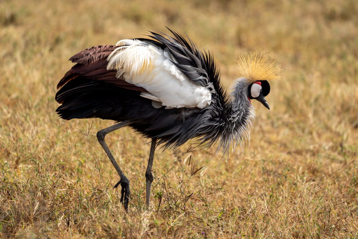 7 Day Bird Watching Uganda Safari