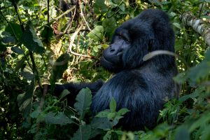 Randonnée des gorilles dans la forêt de Bwindi en Ouganda