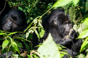 Randonnée des gorilles dans la forêt de Bwindi en Ouganda