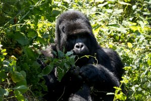Randonnée des gorilles dans la forêt de Bwindi en Ouganda